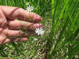 Image of Stellaria filicaulis Makino