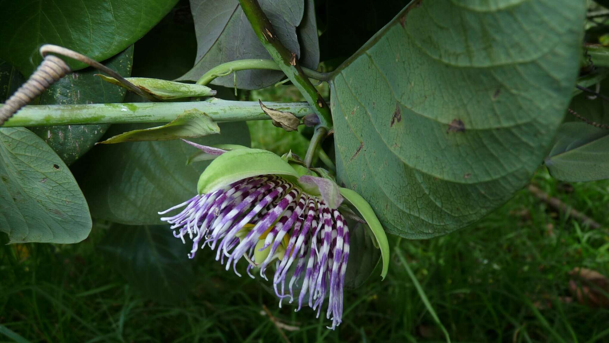 Imagem de <i>Passiflora <i>ligularis</i></i> f. ligularis