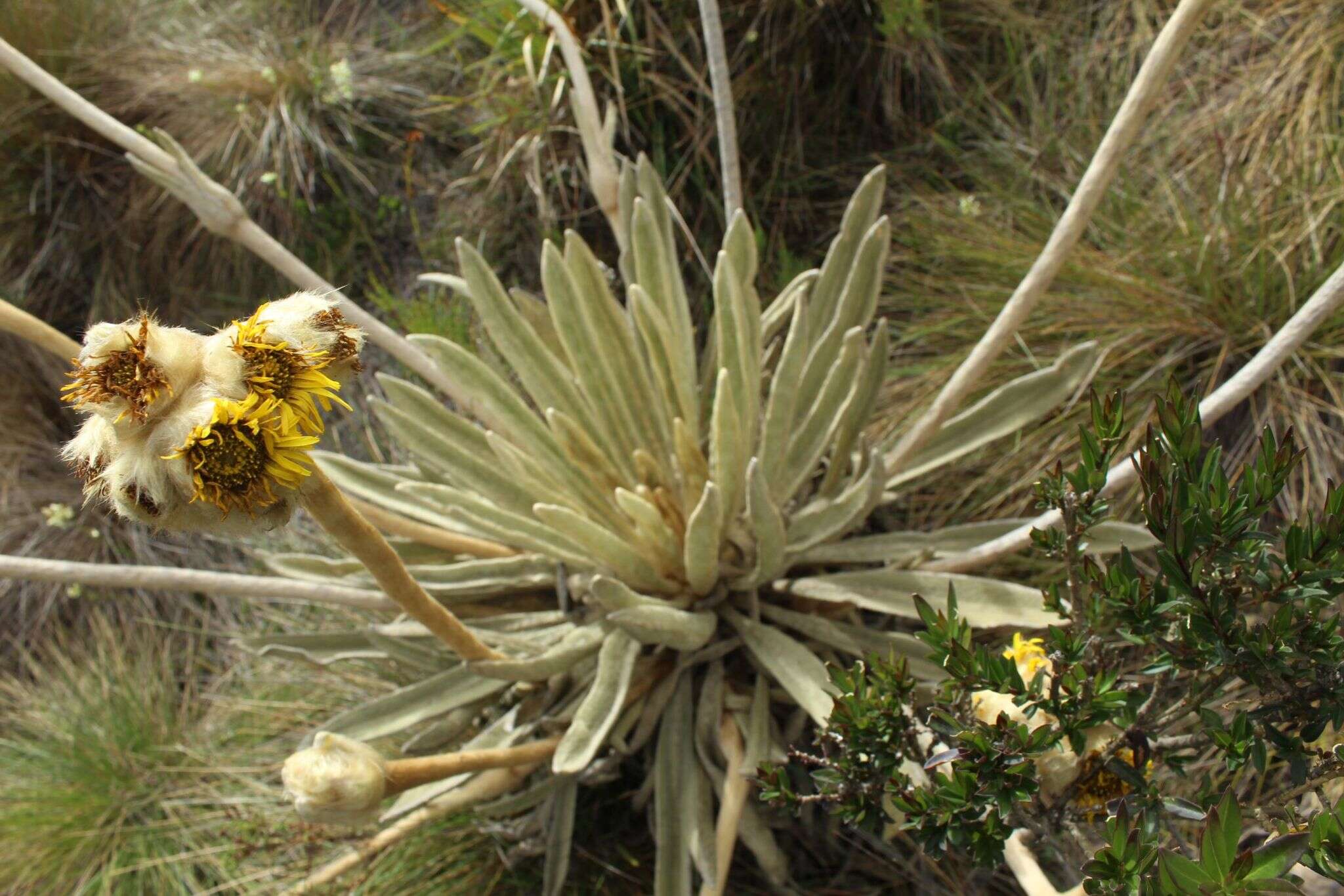 Image of Espeletia congestiflora Cuatrec.