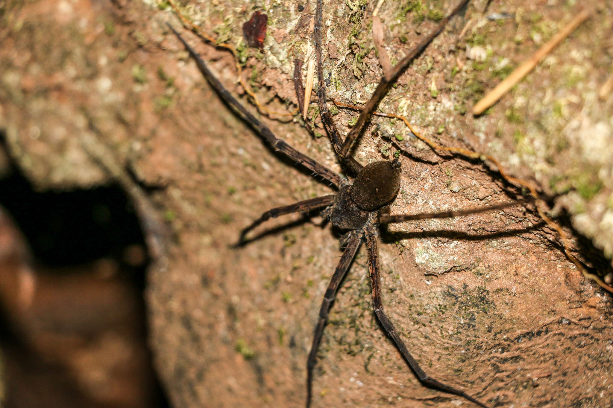 Image of Megadolomedes trux (Lamb 1911)