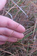 Image of Scale-Leaf False Foxglove