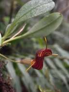 Image of Masdevallia ventricularia Rchb. fil.