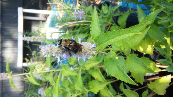 Image de Xylocopa virginica virginica (Linnaeus 1771)