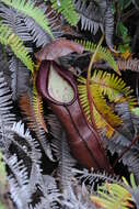 Image of Nepenthes singalana Becc.