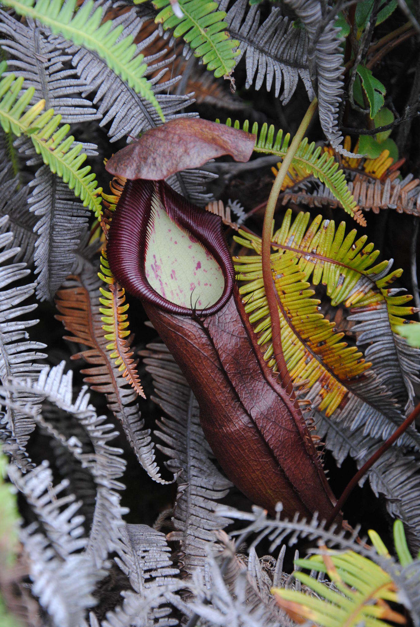 Image of Nepenthes singalana Becc.