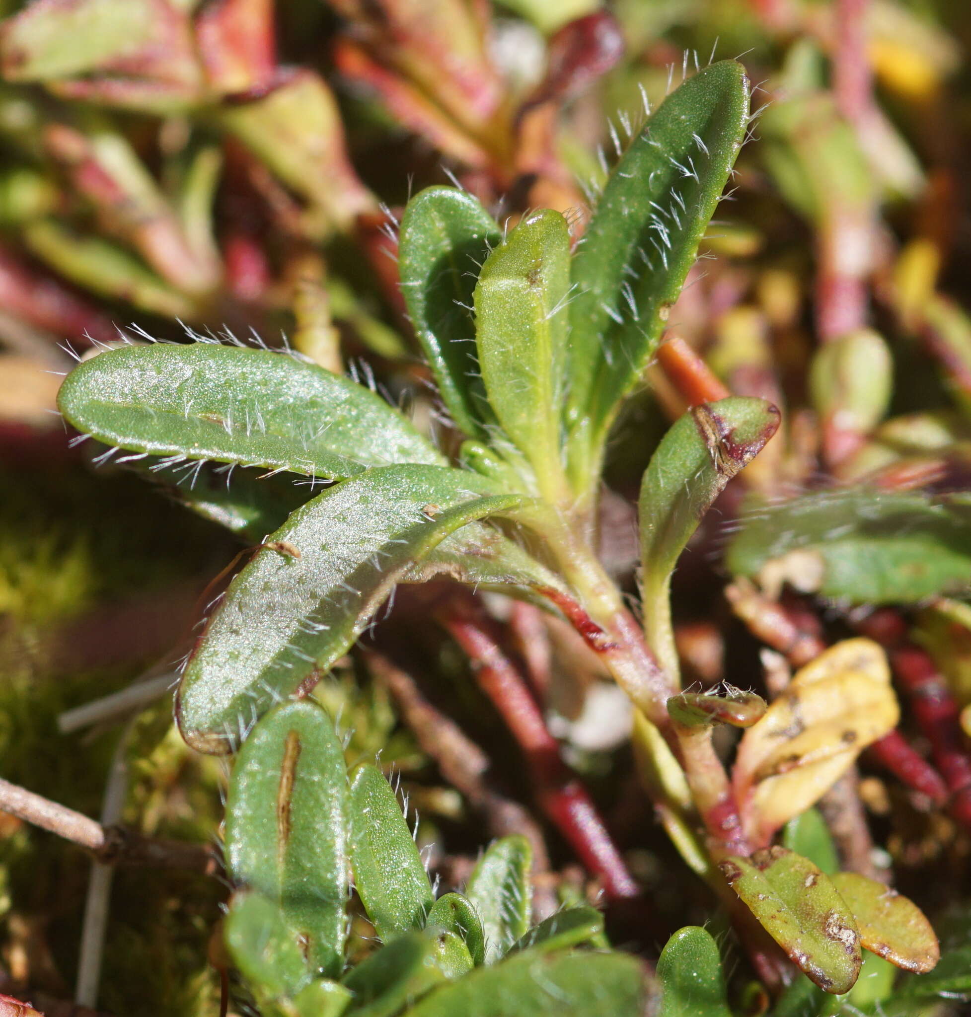 Imagem de Helianthemum alpestre (Jacq.) DC.