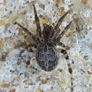 Image of Gray Cross Spider