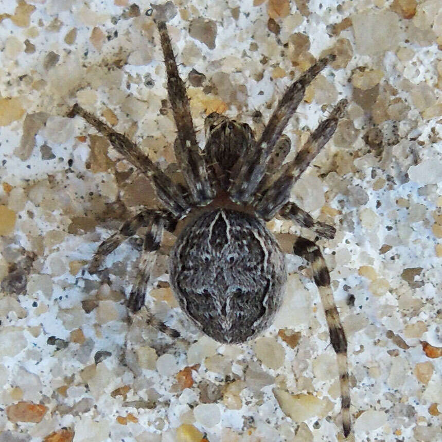 Image of Gray Cross Spider