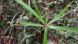 Image of Cyperus balfourii C. B. Clarke