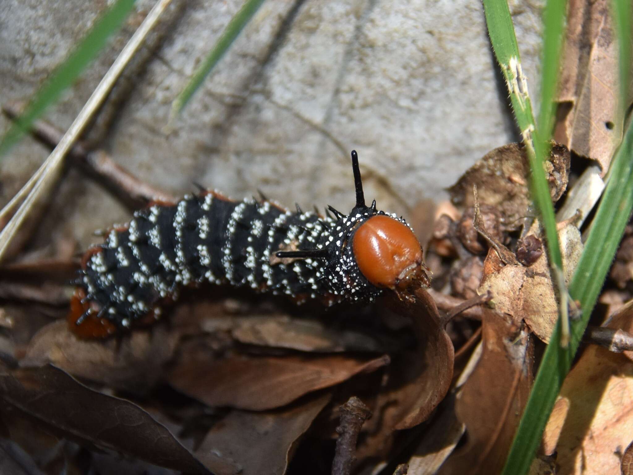 Image of Anisota dissimilis (Boisduval 1872)