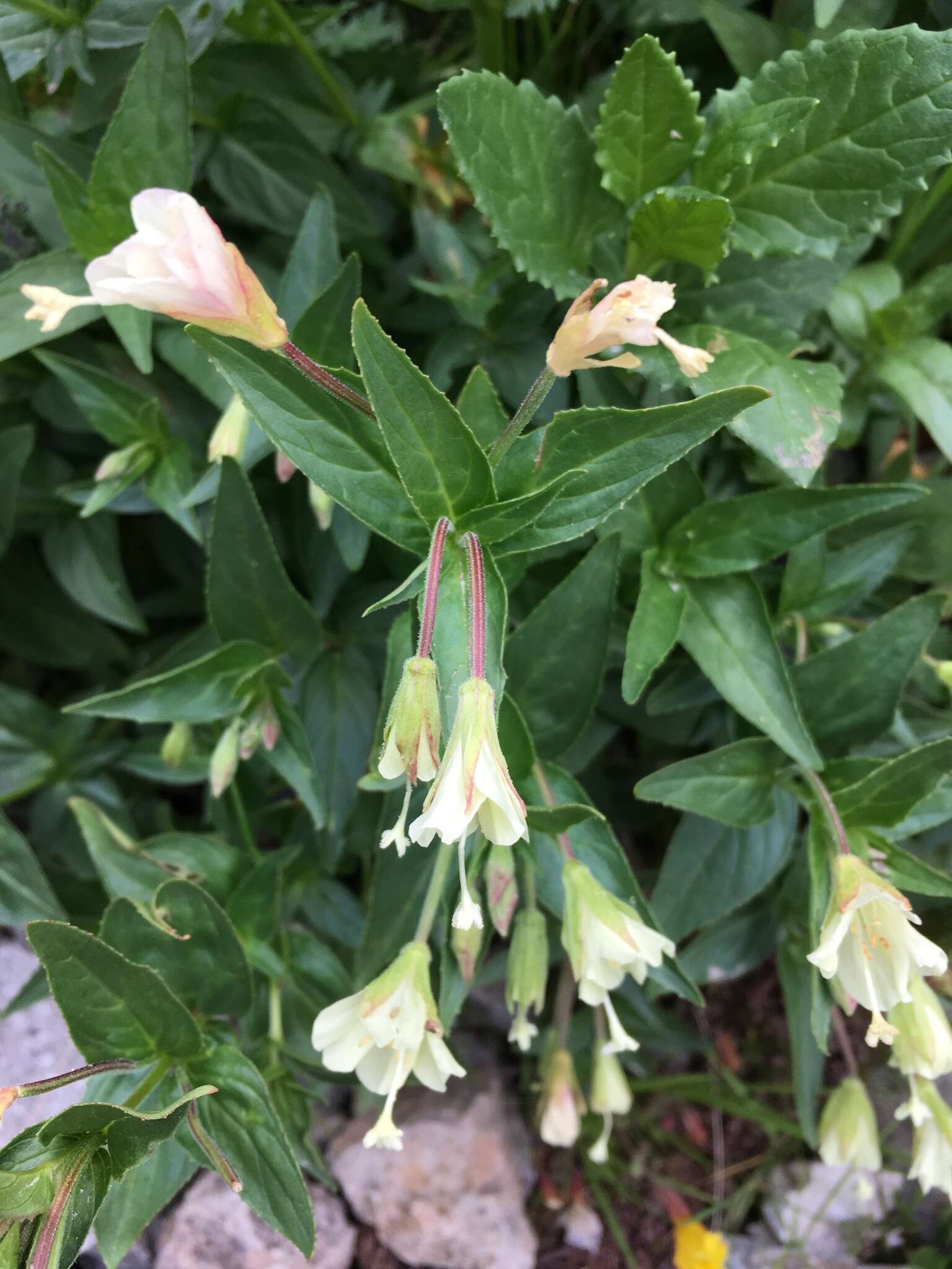 Epilobium luteum Pursh resmi