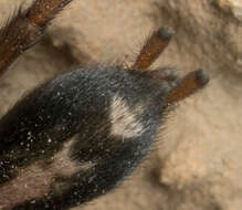 Image of Western Parson Spider