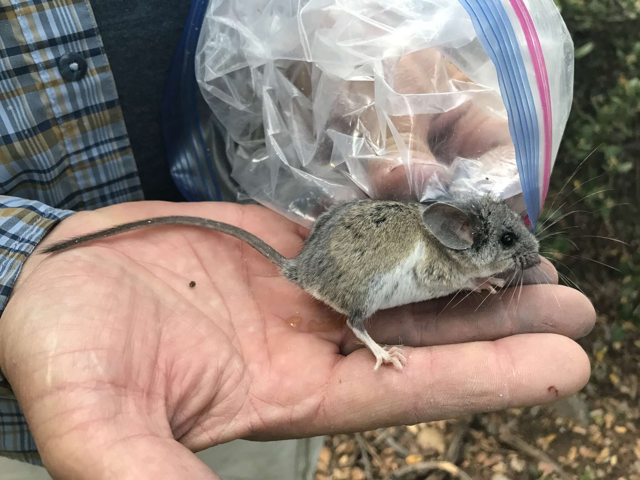 Image de Peromyscus boylii (Baird 1855)