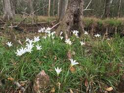 Image of Pineland Zephyr-Lily