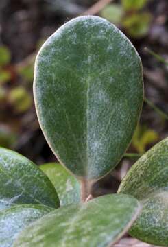 Image of Brachyglottis bidwillii (Hook. fil.) B. Nord.