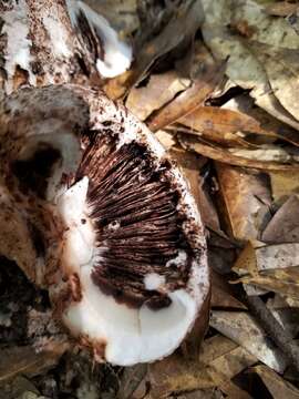 Image of Amanita westii (Murrill) Murrill 1945