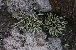 Imagem de Ramalina cuspidata (Ach.) Nyl.