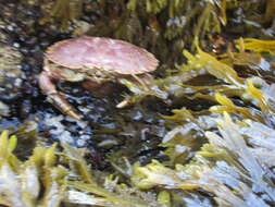 Image of Jonah crab