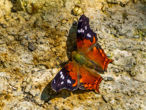 Image de Hypanartia trimaculata