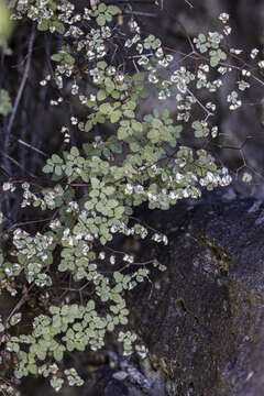 Image of Fendler's false cloak fern