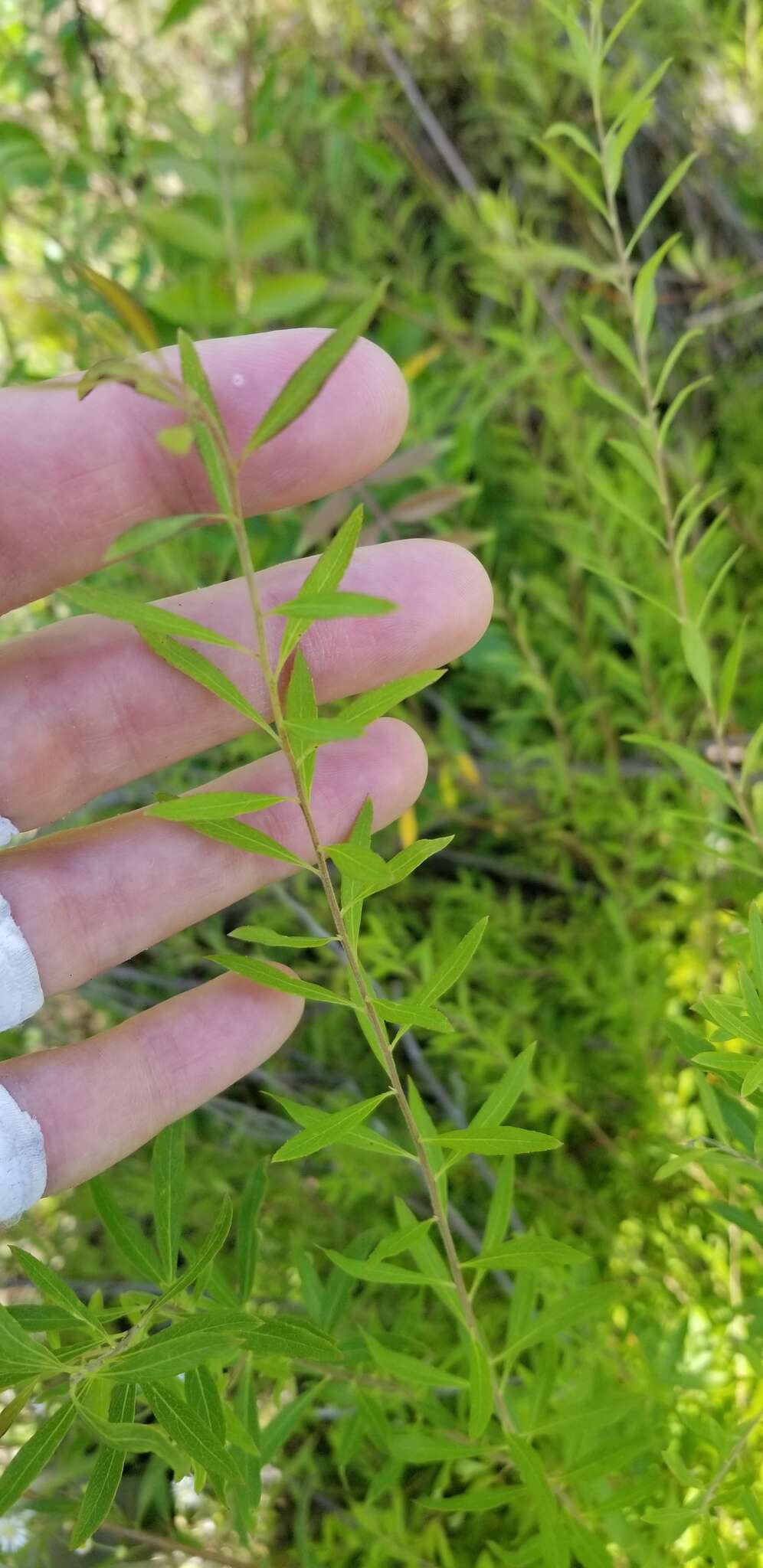 Image de Spiraea thunbergii Sieb. ex Bl.