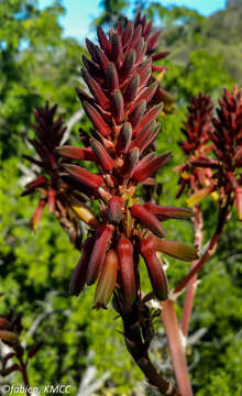 Image of Aloe suarezensis H. Perrier