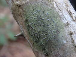 Image of byssoloma lichen