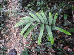 Image of Adiantum cajennense Willd.