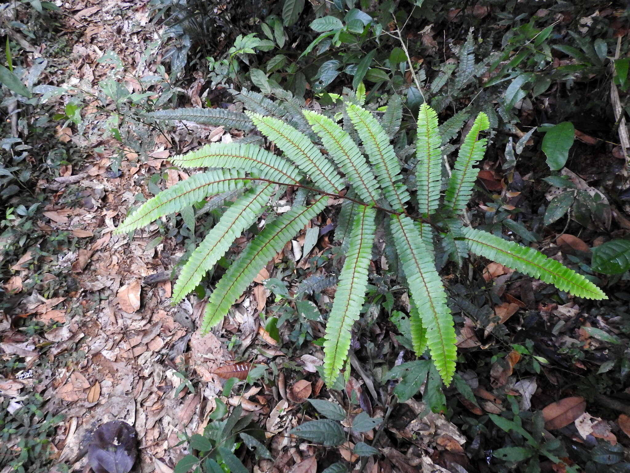 Adiantum cajennense Willd.的圖片