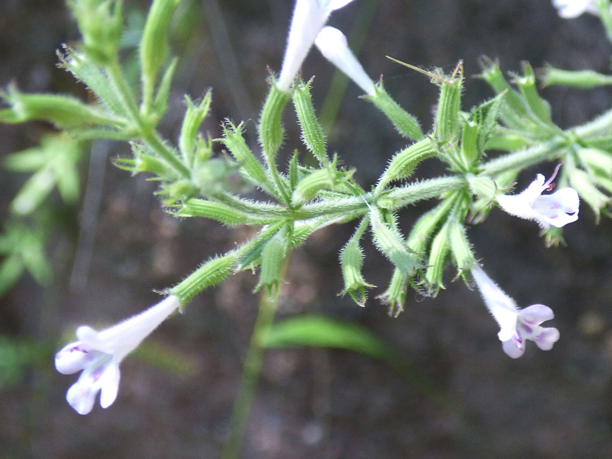 Image of dentate false pennyroyal