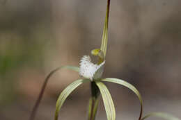 Image of Yellow spider orchid