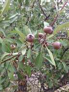 Plancia ëd Pyrus spinosa Forsk.