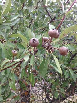 Image of Pyrus spinosa Forsk.