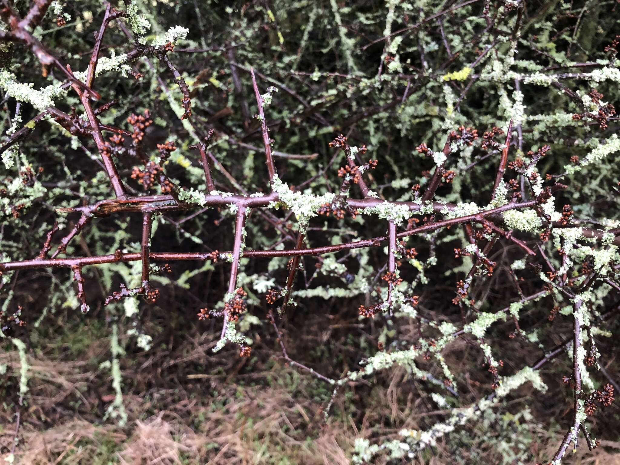 苹果木层孔菌的圖片