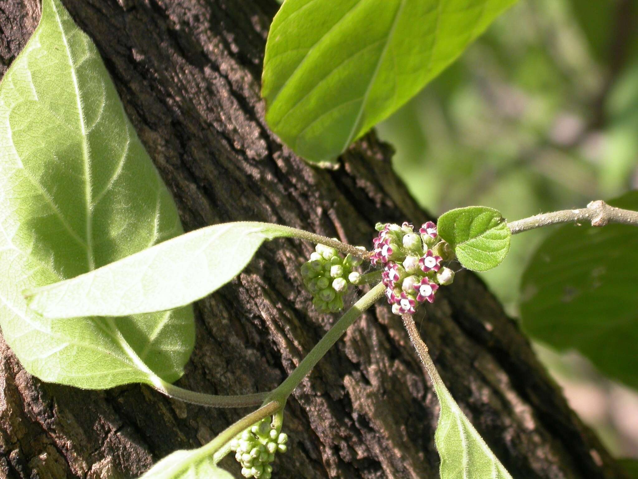 Слика од Marsdenia astephanoides (A. Gray) R. E. Woodson