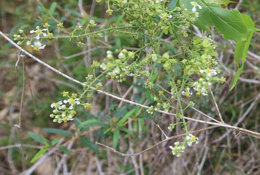 Image of Mascagnia lucida