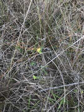 Image of Pineland Heliotrope