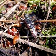 Image of Two-banded longhorn beetle