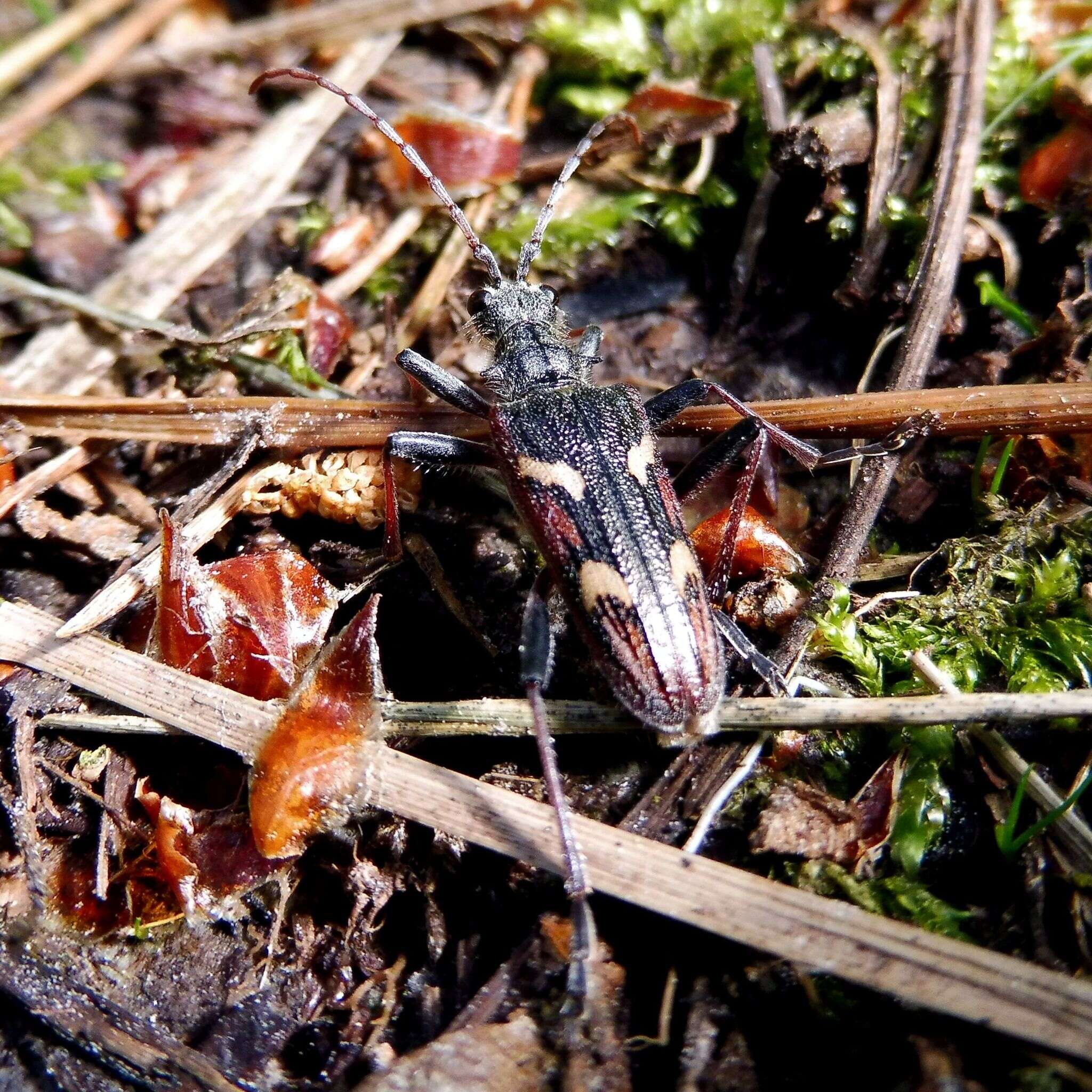 Image of Two-banded longhorn beetle