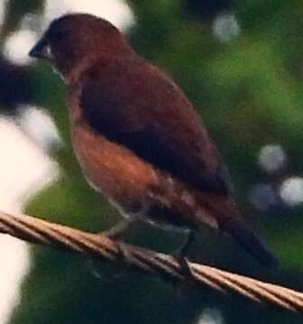 Image of Black-throated Munia