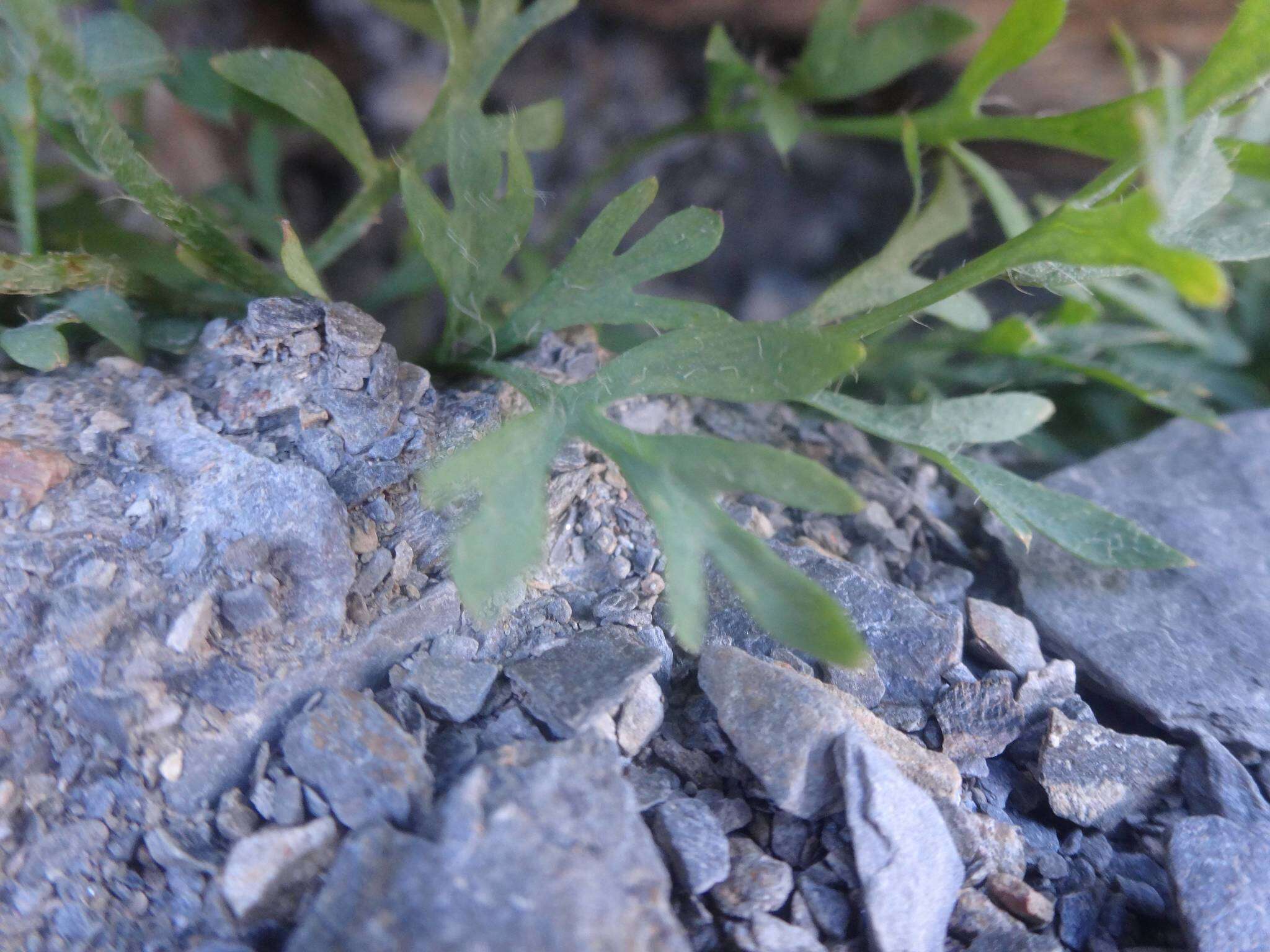 Image of Papaver lapeyrousianum Gutermann