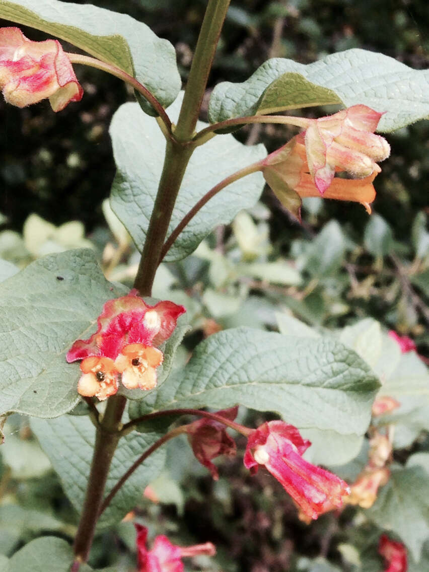 Imagem de Lonicera involucrata var. ledebourii (Eschsch.) Jeps.