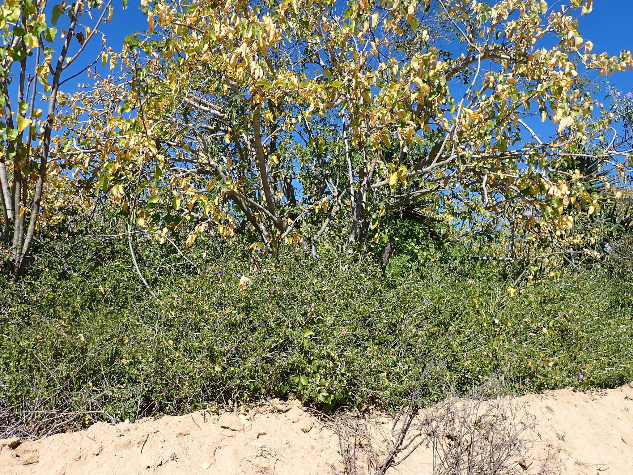 Plancia ëd Ruellia californica subsp. peninsularis (Rose) T. F. Daniel