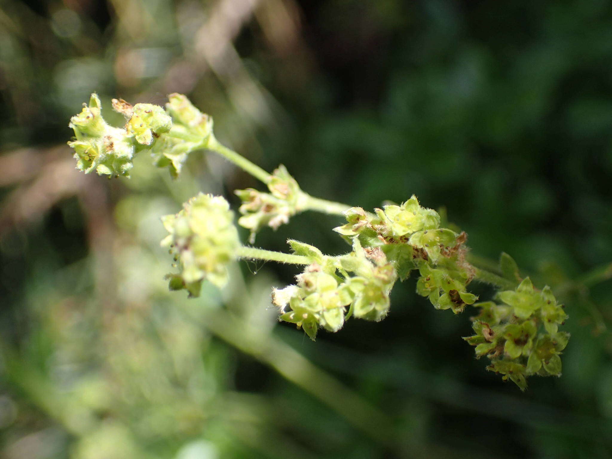 Image of Alchemilla saxatilis Buser