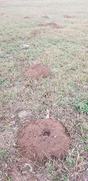 Image of Central Texas Pocket Gopher