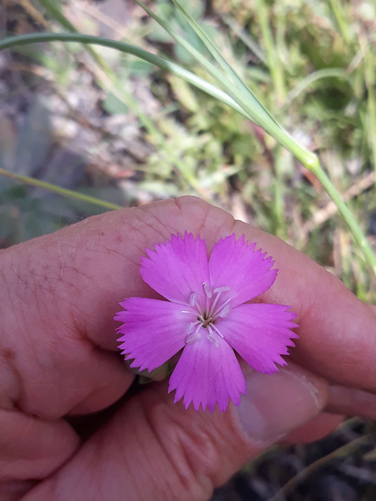 Image of Dianthus sylvestris subsp. boissieri (Willk.) Dobignard