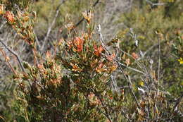 Image of Lambertia multiflora Lindl.