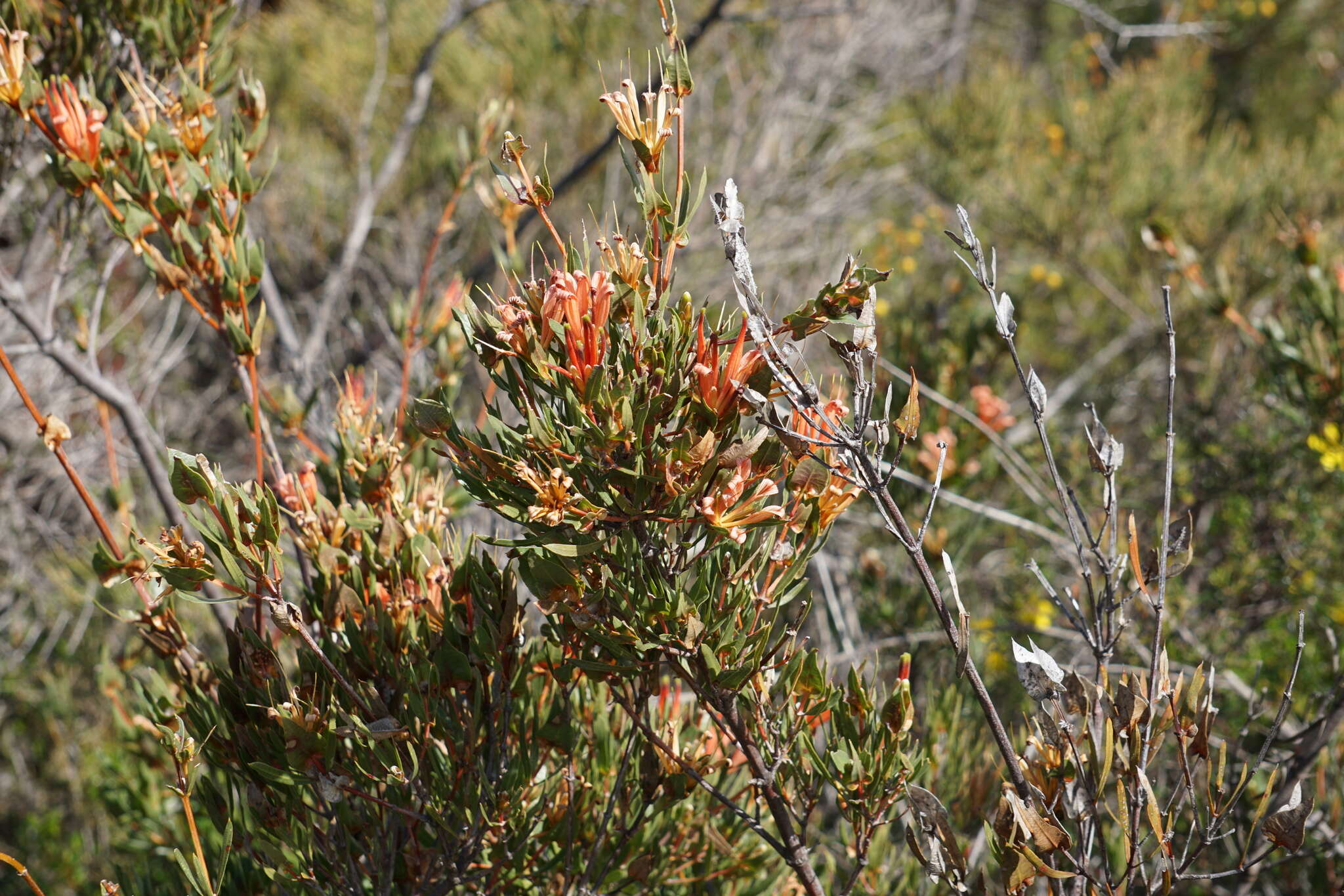 Image of Lambertia multiflora Lindl.