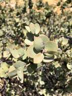 Imagem de Arctostaphylos luciana P. V. Wells