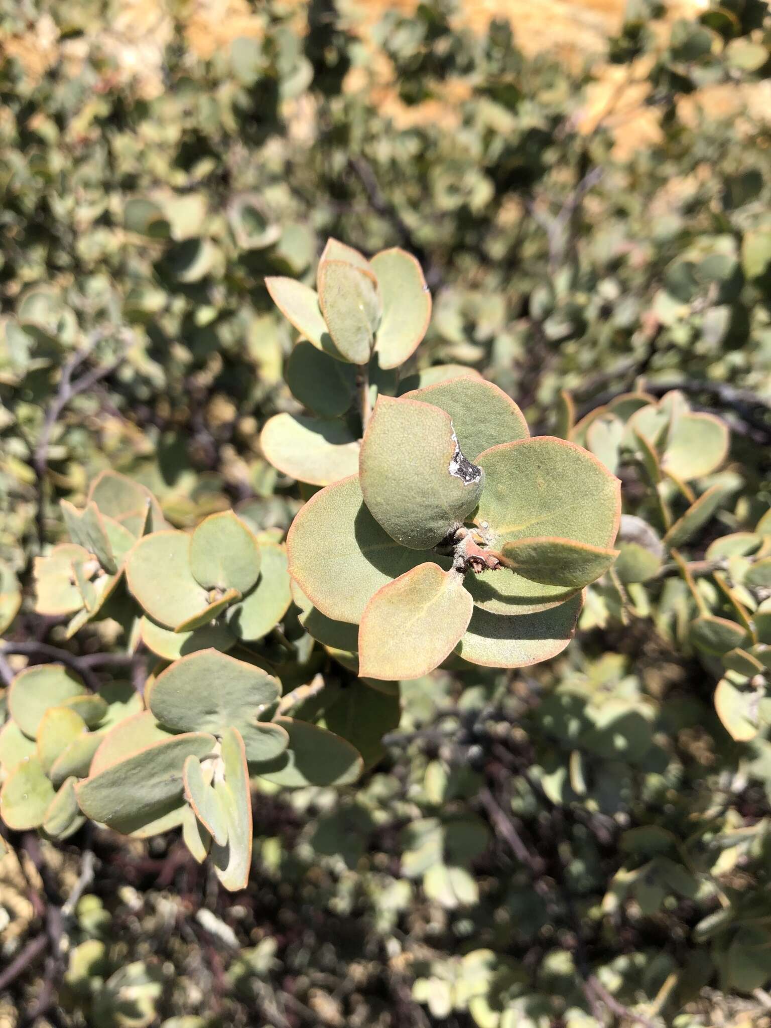 Слика од Arctostaphylos luciana P. V. Wells